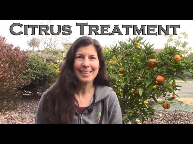 How to Fix Most Citrus Tree Problems - Our Signature Citrus Treatment