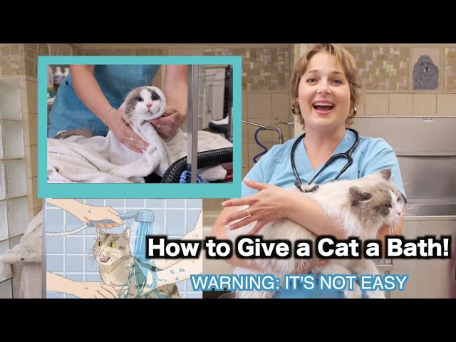 How to Give a Cat a Bath??? | Warning: It's Not Easy