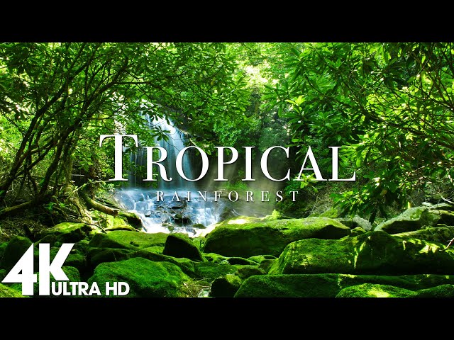 FLYING OVER TROPICAL RAINFOREST (4K UHD) - Scenic Relaxation Film With Calming Music - 4K Videos