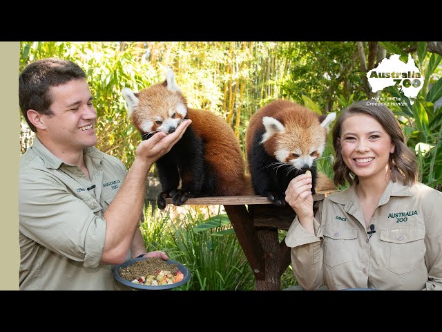 We can't get enough of our red panda cubs! | Australia Zoo Life
