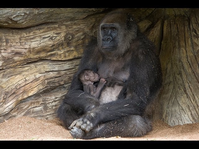 Mother Gorilla Introduces Baby to Troop