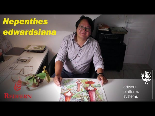 Nepenthes edwardsiana artwork by Francois Mey