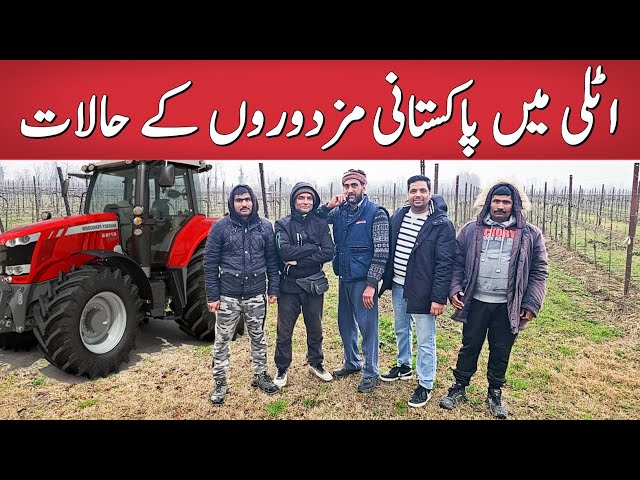 Pakistani worker life in Italy | Agriculture jobs Monthly income | seasonal visa job