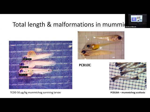 11-29-2023 Alejandra Vazquez: Investigating toxicity in contaminated estuaries through mummichogs