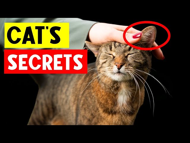 14 Things Cats Love and You Can't Ignore! 🐱💜