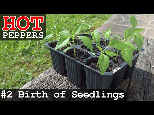 Grow HOT Peppers - Part 2 | Birth of Seedlings