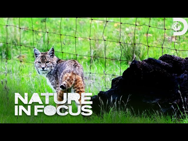 We're Talking Wildcats! | Nature In Focus