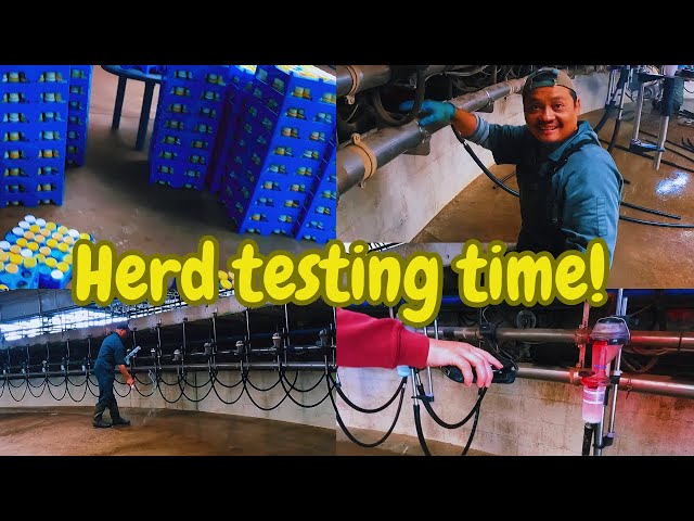 Herd testing 2350 cows in under five hours!