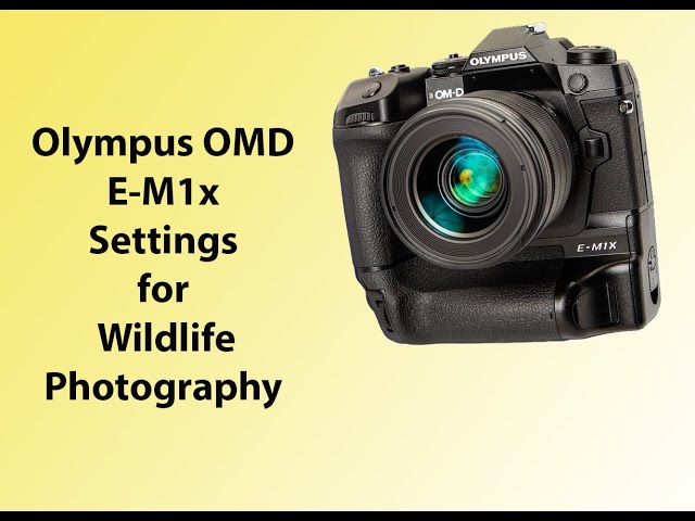 Olympus OMD E-m1x camera setting for wildlife photography