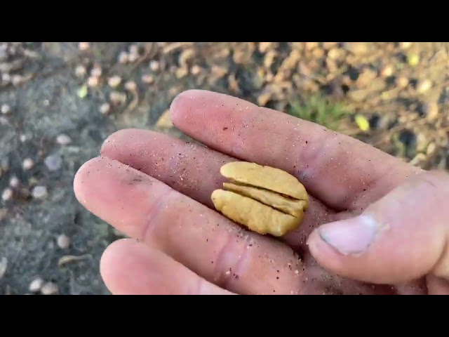 Harvesting money trees! (Small scale pecan farming)