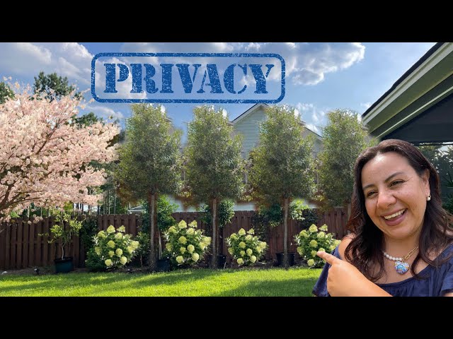 Try these if you’re looking for privacy in your backyard!