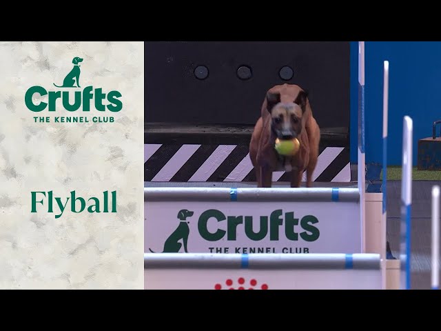 Flyball Semi-Final and Final | Crufts 2024