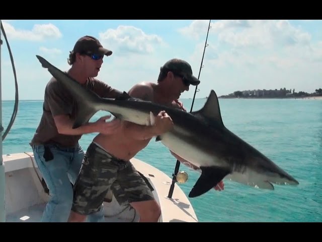 Tiger Shark, Cobia, Snook, Manatees and Spinner Sharks!!! AFUNDAY!!