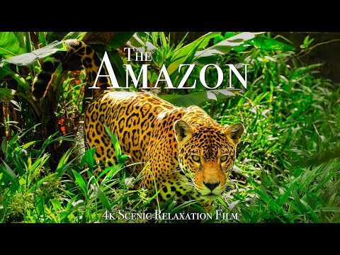 The Amazon 4K - Scenic Wildlife Film With Calming Music
