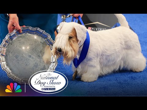 The National Dog Show Presented by Purina® 2023 | NBC