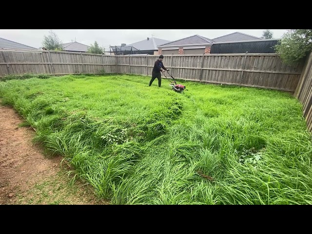 OVERGROWN LAWN INFESTED WITH DEADLY CREATURES#transformation #satisfying