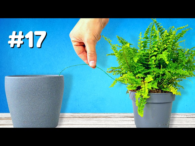 Top 28 Plant Hacks You Need To See!