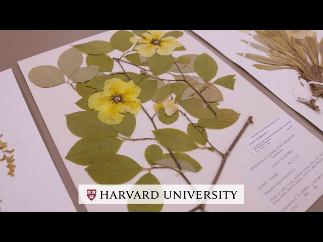 A look inside the Harvard Herbaria