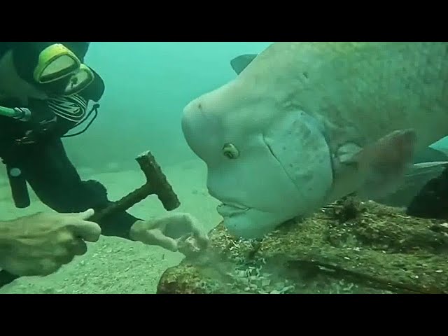 An Incredibly Nosy Fish! FUNNIEST Animals Video