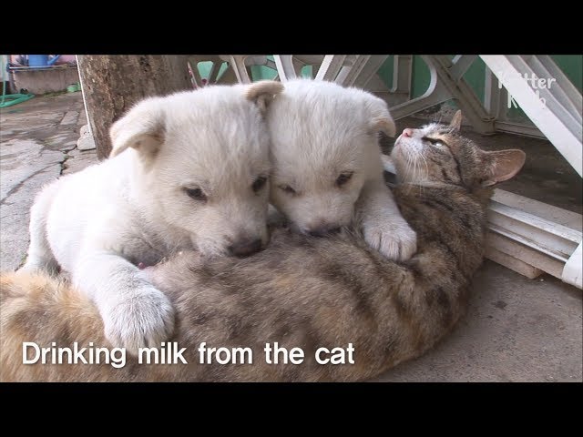 Cute Puppies' Mom Is A Cat ?! | Kritter Klub
