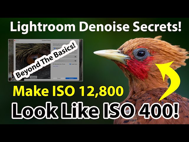 Lightroom Denoise Secrets: Make ISO 12,800 Look Like ISO 400!