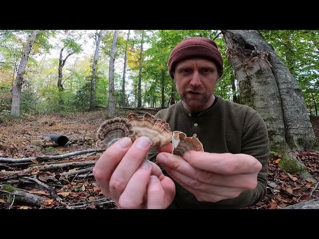 Identifying Turkey Tail Mushrooms And Look-Alikes
