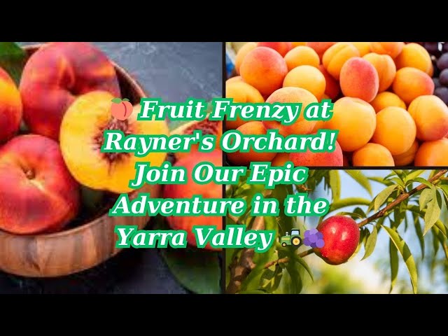 🍑 Fruit Frenzy at Rayner's Orchard! Join Our Epic Adventure in the Yarra Valley 🚜🍇 | Fruit U Pick