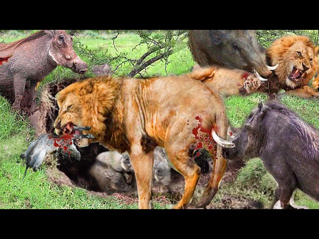 Fierce Fight _ Poor Lion Becomes Victim Of Warthog When It Deliberately Sets Foot In Its Territory