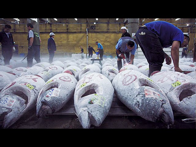 How Tuna Fish Is Caught & Processed | How It's Made Canned Tuna