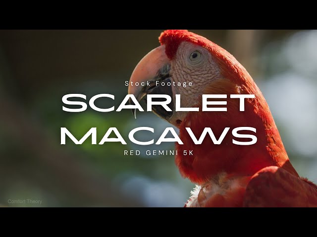 RED Gemini Macaw Stock Footage (Flying & Feeding)