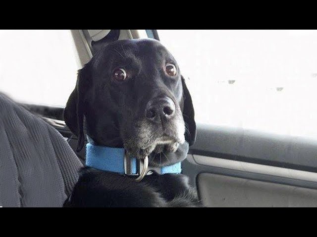 When Dogs Realizing They're Going to the Vet -  Funniest Reaction