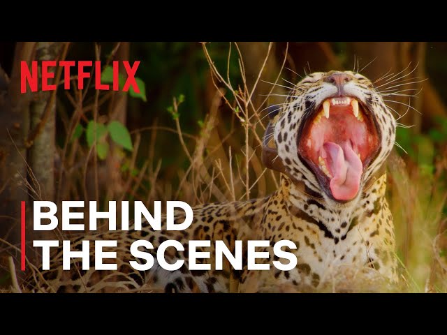 A Jaguar mother Reunites with her Cubs | Our Living World | Behind the Scenes | Netflix