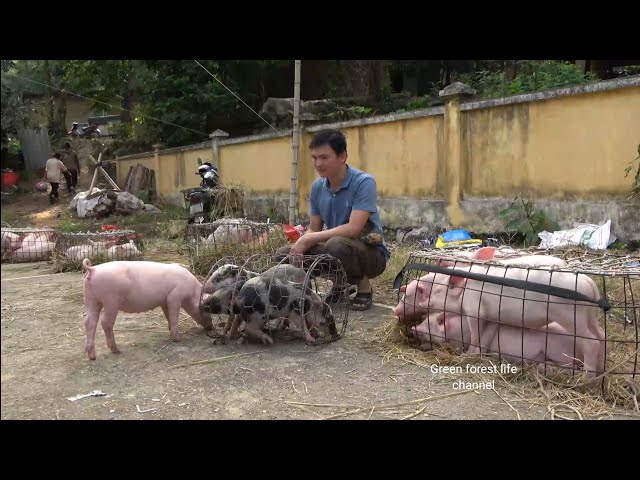 Robert takes piglets to the market to sell and make pigeon pens. Robert | Green forest life (ep304)