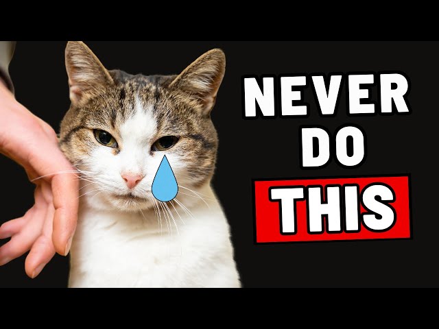 10 Things a Cat Will NEVER Forgive