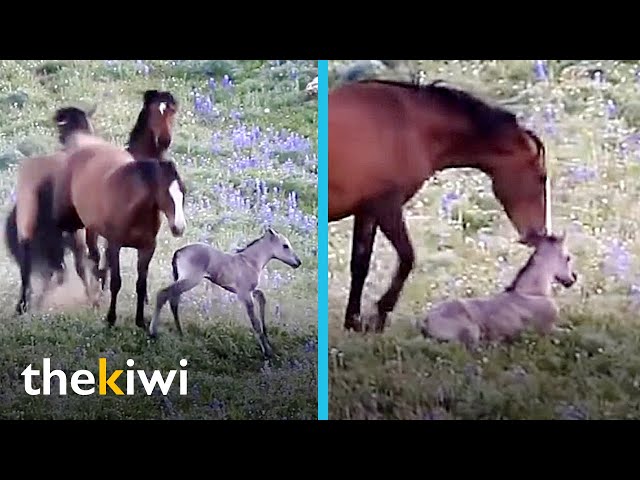 This foal was attacked by his own herd, but his mother wouldn’t allow it