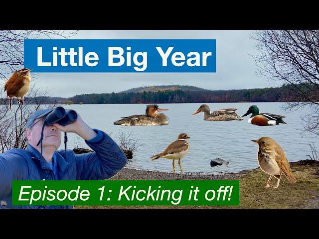 Little Big Year, Episode 1 - How many birds can I find on my home patch in Eastern Massachusetts?
