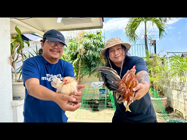 Pag-aalaga ng Malaysian Serama Bantam Chicken: From Breeding, Feeding, Grooming para sa Show
