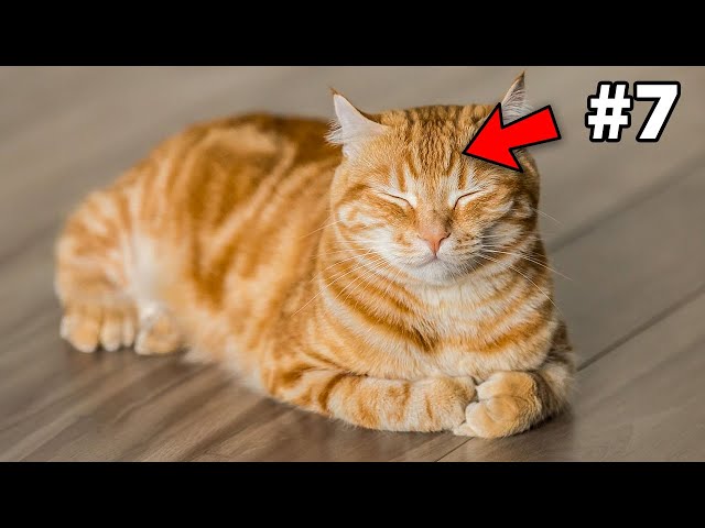 The Real Reason Orange Cats Are Different Is Oddly Scientific