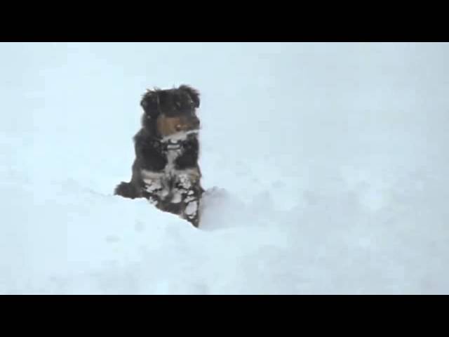 Snow Dog | 6abc Promo