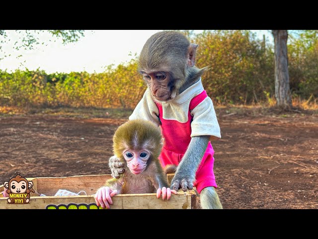 YiYi finds a baby monkey while going to the market to sell ducklings