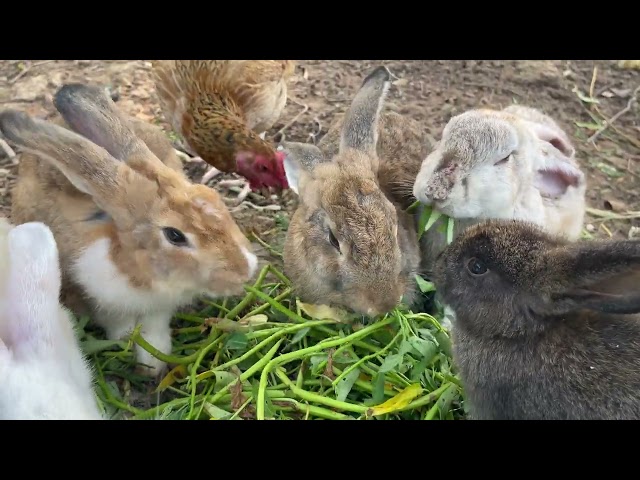 cute and docile rabbits - You can look at rabbits every day to relieve fatigue