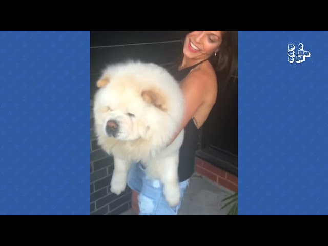 FUNNIEST Dogs & Cats | BEST Compilation