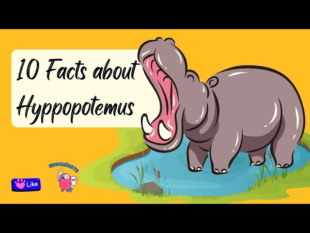 10 Fascinating Facts About Hippos