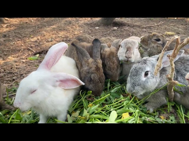 Rabbit family is happily eating vegetables  -  cute bunnies