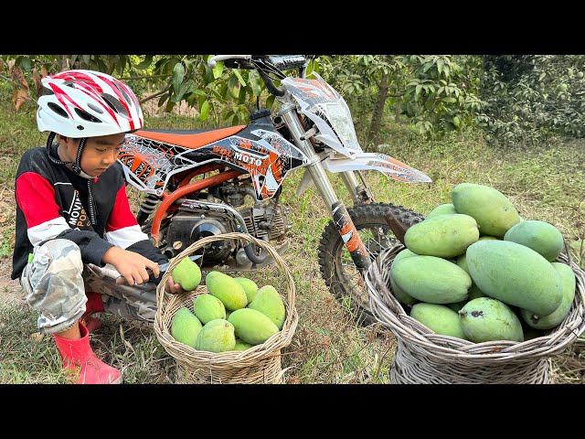 '' Cute Spider Man '' Seyhak harvest mango and cooking - Chef Seyhak