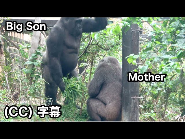 Maybe it won't be long before son gorilla leaves his parents.Gentaro | Momotaro family