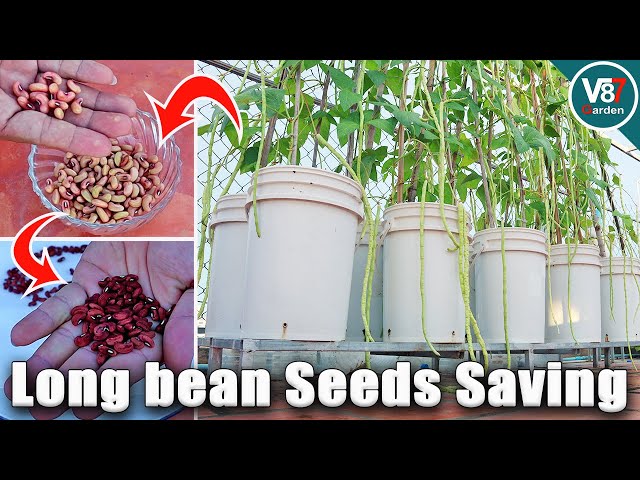 How to Grow Long Beans from Seed to Harvest in Reusable Soil | Seeds Saving