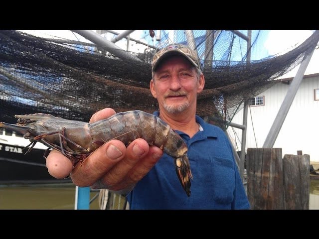 Tiger shrimp invade Louisiana waters