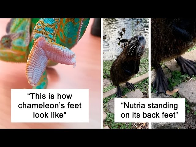 The Most Unique Feet Among The Animal Kingdom