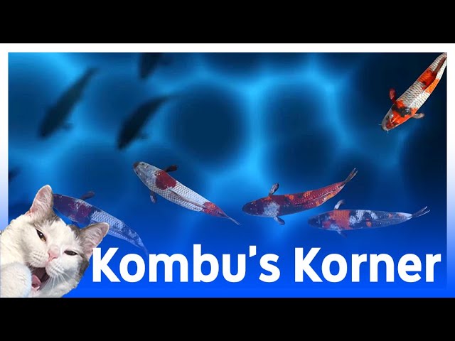 Kombu's Korner - Relaxing Koi (Cat Sensory Video)